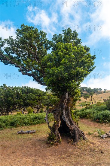 Fanal forest Madeira