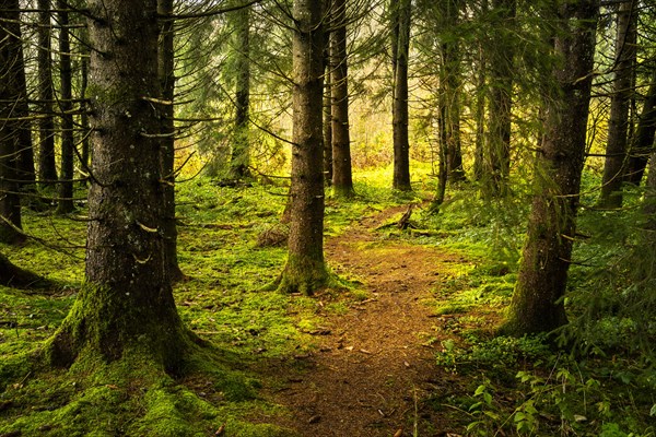 A narrow path through a forest with conifers. Mosses and lichens on the ground and tree roots. Allgaeu