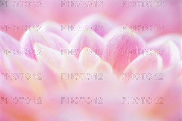 Water lily dahlias