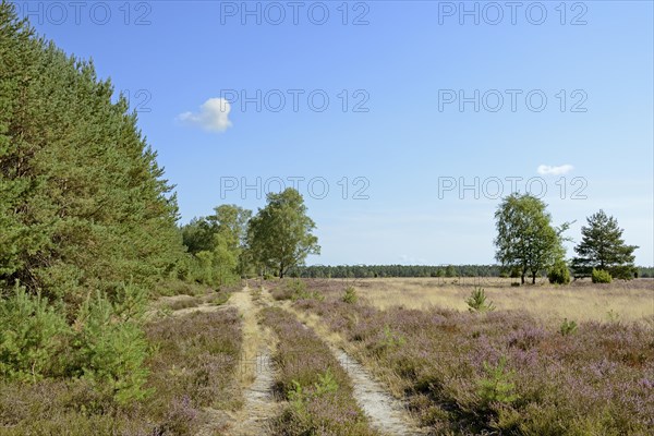 Heathland