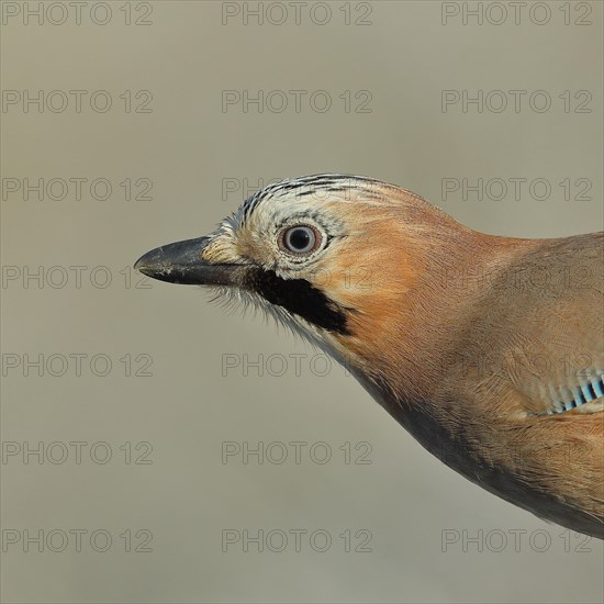 Eurasian jay