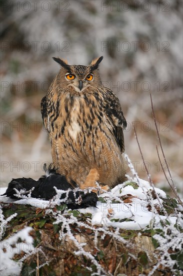 Eurasian eagle-owl