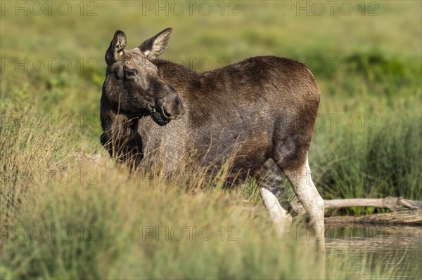 European elk