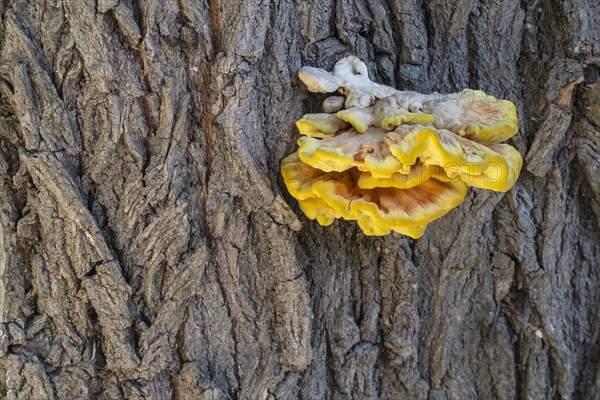 Sulphur porling