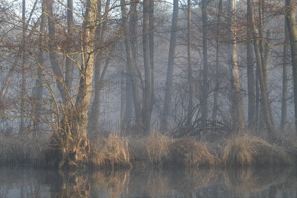 Alder forest with deadwood in the fog on the Peene