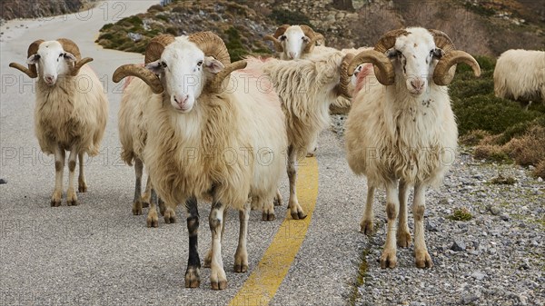Sheep rams on road