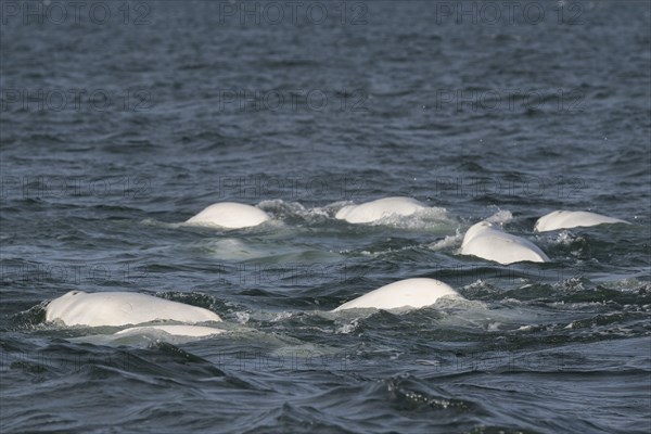 Group of belugas