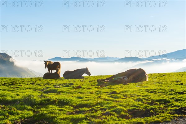 Free horses resting at sunrise on top of Mount Larrau. In the forest or jungle of Irati