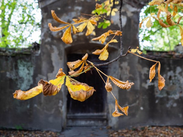 Foliage from a chestnut tree