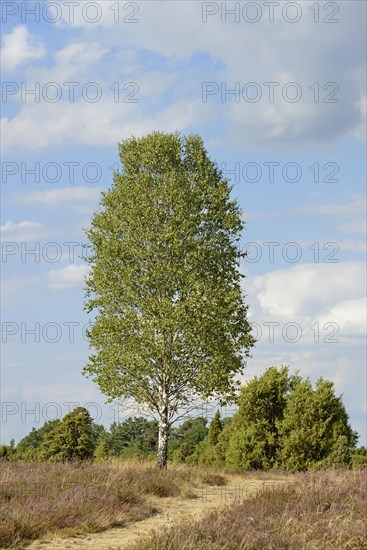 Heathland landscape