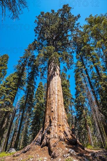 Sequoia National Park