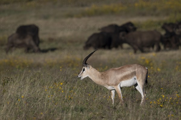 Grant's gazelle