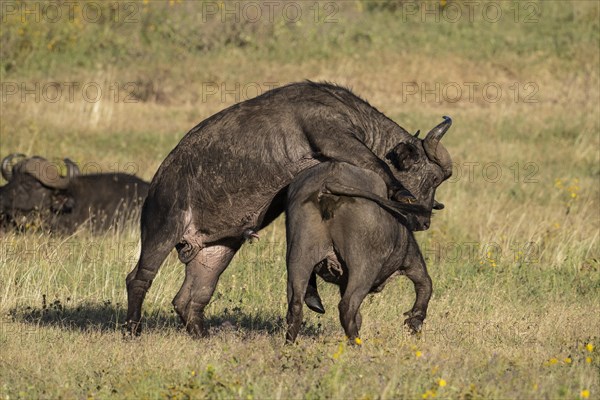 African buffalo