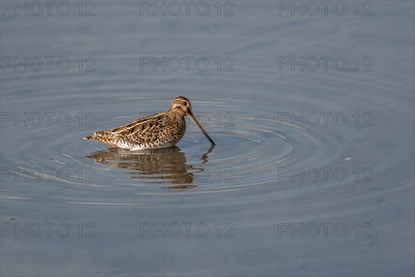 Common Snipe