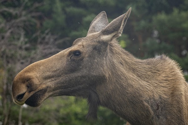 Cow elk