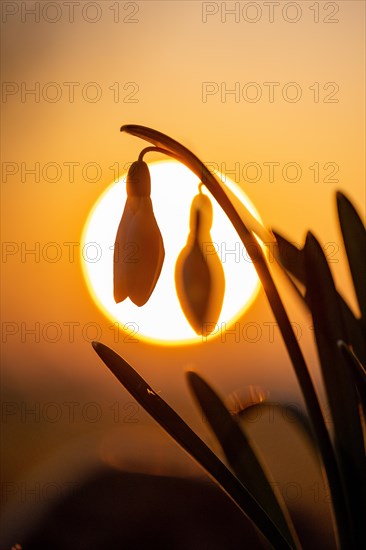 Common snowdrop