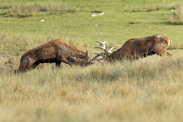 Red deer