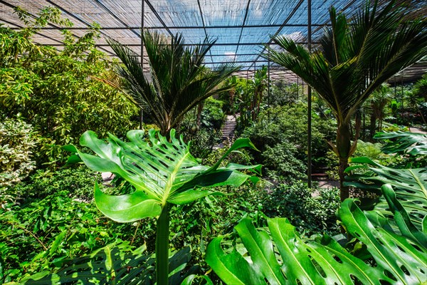 Interior view of the cold house Estufa Fria is a greenhouse with gardens