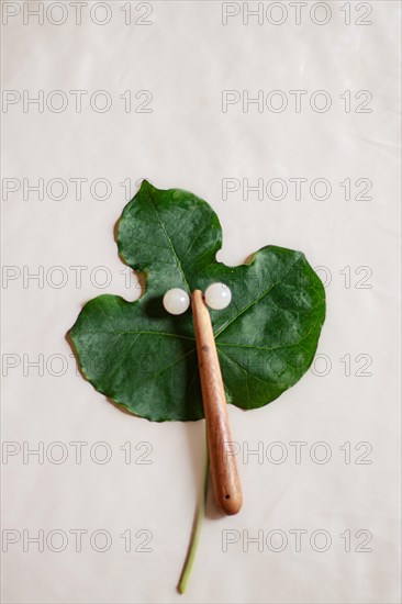 Mockup of a facial roller on a Jatropha podagrica leaf