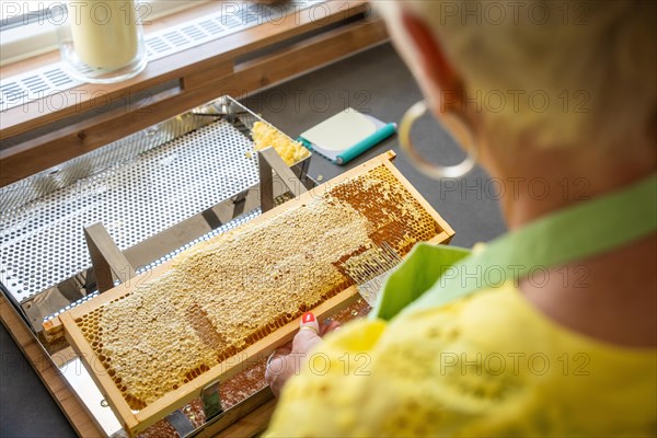 Honey combs at the beekeeper