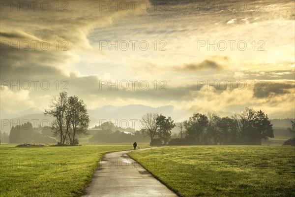 Landscape with meadows and trees in the Allgaeu region after a backlit rain shower. A person walks a little way away with his dog on a path. Isny im Allgaeu