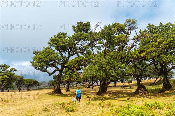 Fanal forest in Madeira