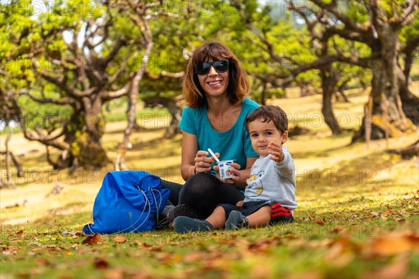 Fanal forest in Madeira