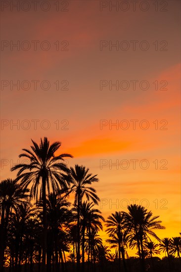 Silhouette of palm trees reflected in an orange sunset on a beach by the sea in the town of Torrevieja