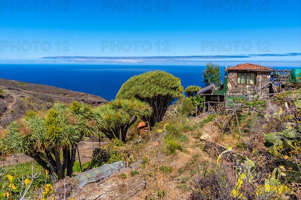 Las tricias trail and its beautiful dragon trees in the town of Garafia in the north of the island of La Palma