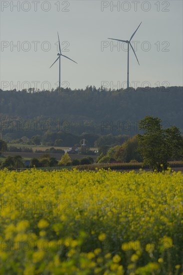 Field mustard