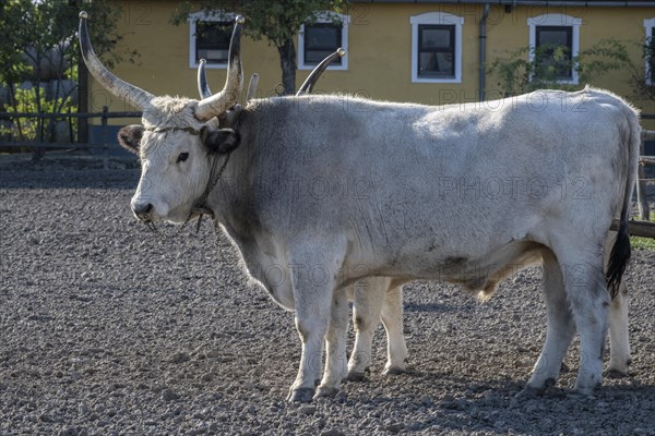 Hungarian steppe cattle