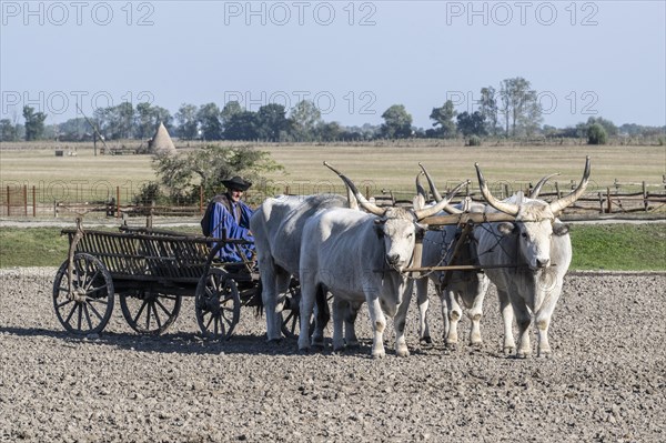 Hungarian steppe cattle