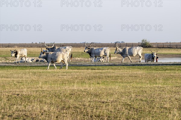 Hungarian steppe cattle