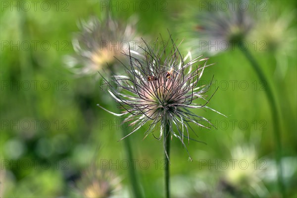 Flowering pasque flower