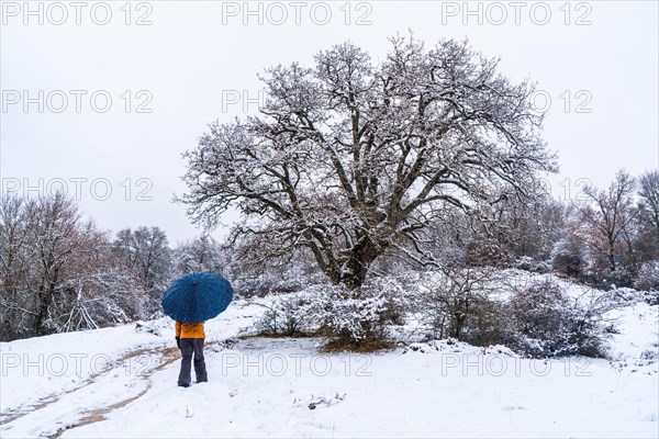 Young girl with a yellow jacket and an umbrella walking through the snow next to a tree. Snow in the town of Opakua near Vitoria in Araba