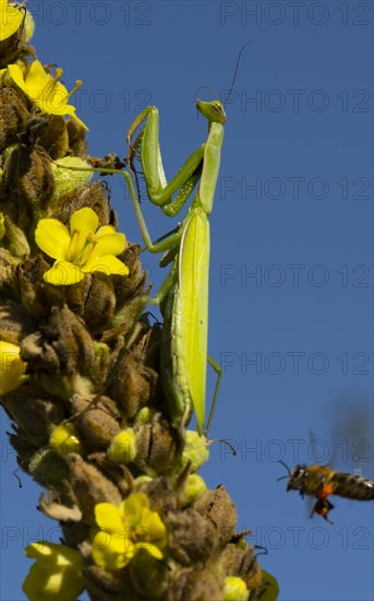 Praying mantis