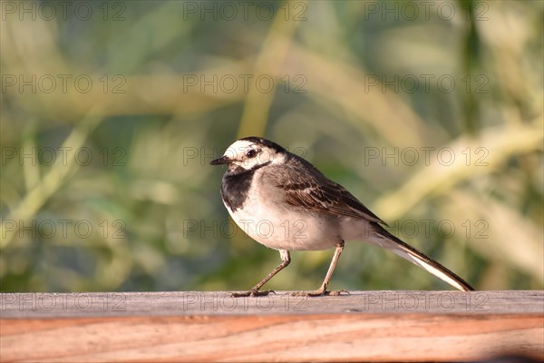 A wagtail