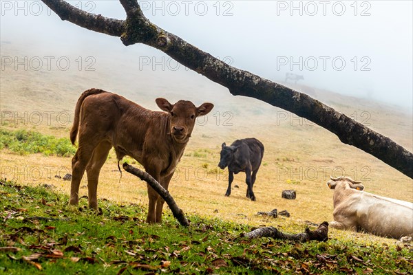 Fanal forest with fog in Madeira