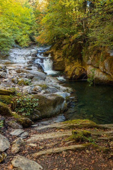 Irati forest or jungle in autumn