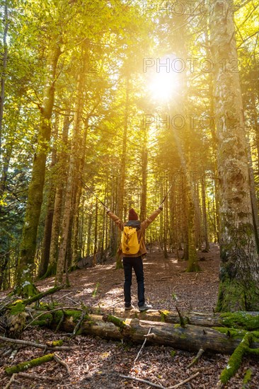 Irati forest or jungle in autumn