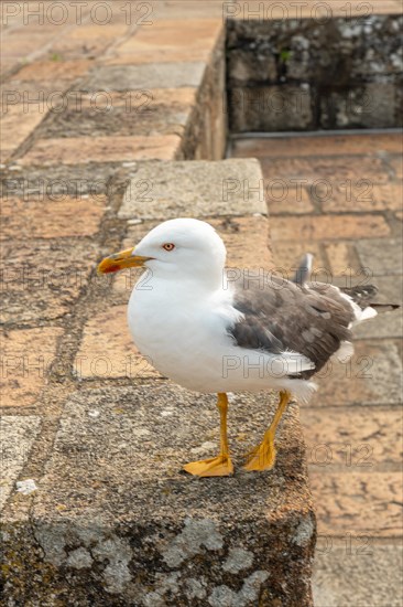 A seagull inside the famous Mont Saint-Michel Abbey