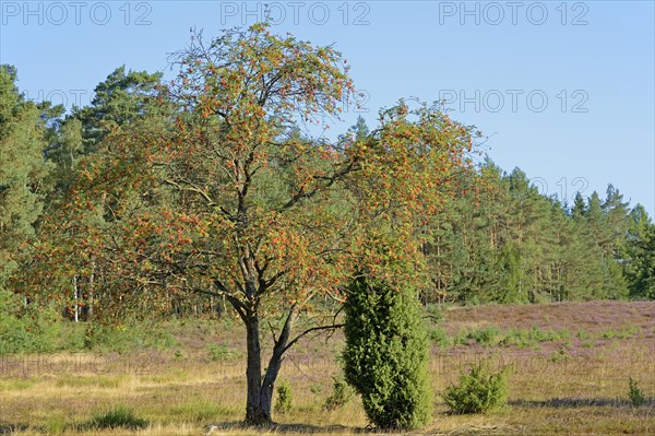 Heath landscape