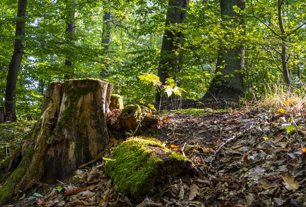 Deadwood in mixed forest