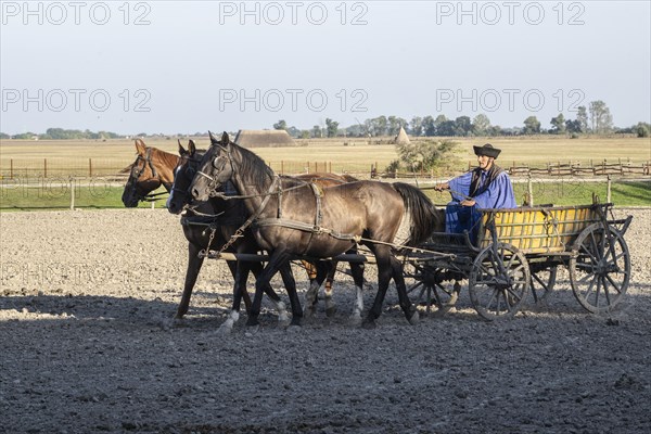 Horses