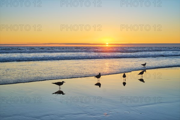 Seagulls on beach sund at atlantic ocean sunset with surging waves at Fonte da Telha beach