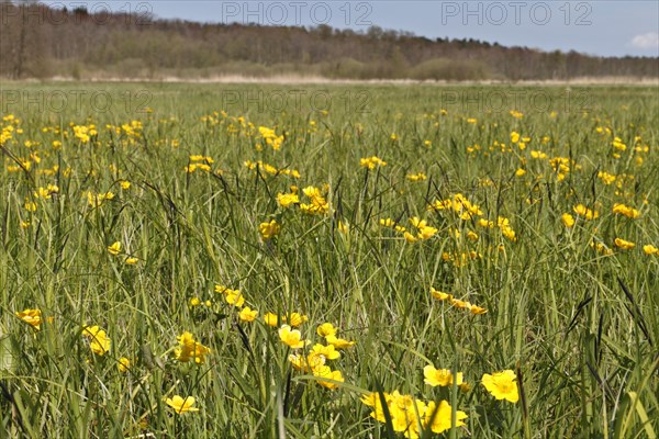 Wet meadow