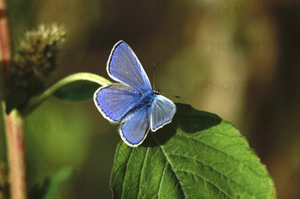 Common blue butterfly