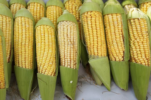 Corn on the corn cob at a weekly market market in Rio de Janeiro