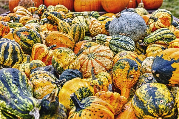 Colourful ornamental pumpkins in autumn