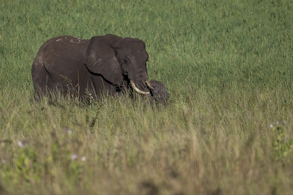 African elephant